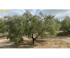 Finca de olivar en Nueva Carteya