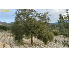 Finca de olivar intensivo
