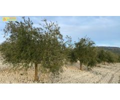 Finca de olivar intensivo