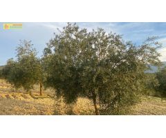 Finca de olivar intensivo