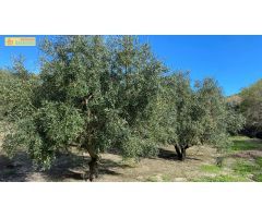 Olivar en muy buena ubicación