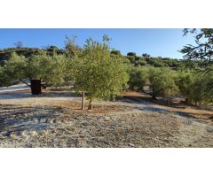 Olivar en venta