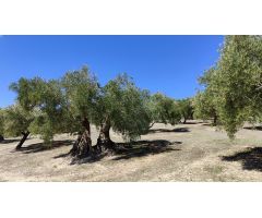 Venta de olivar