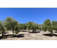 Venta de olivar