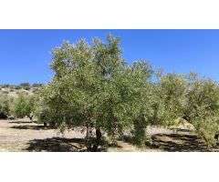 Venta de olivar