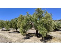 Venta de olivar