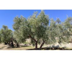 Venta de olivar