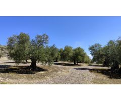 Venta de olivar