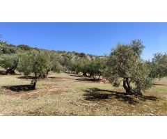 Venta de olivar