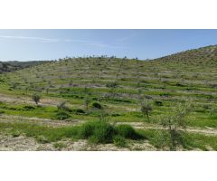 Finca de olivar