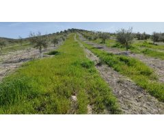 Finca de olivar