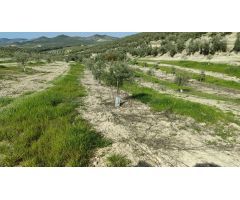 Finca de olivar