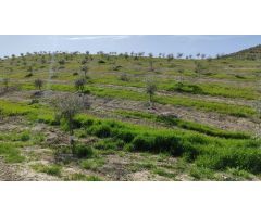 Finca de olivar