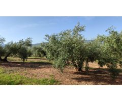 Magnífica finca de regadío