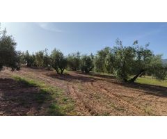 Magnífica finca de regadío