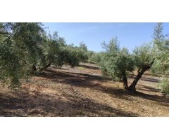 Magnífica finca de regadío