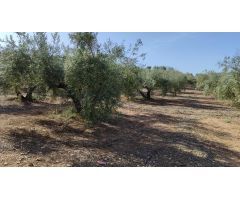 Magnífica finca de regadío