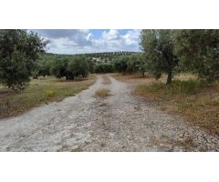 Venta de casa de campo y olivar