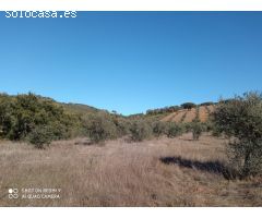 PARCELA RUSTICA EN LA CODOSERA