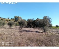 PARCELA RUSTICA EN LA CODOSERA
