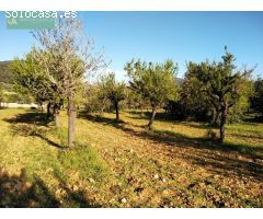 FINCA RÚSTICA TÉRMINO LLOSETA CON CONTADOR LUZ Y AGUA