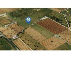 FINCA RÚSTICA EN BINISSALEM