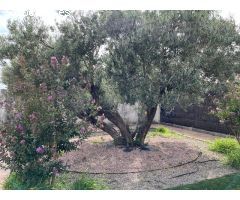 Finca rustica en Venta en Tafalla, Navarra