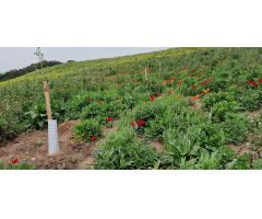 Terreno rural en Venta en Arcos de la Frontera, Cádiz