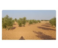 Parcela en Venta en Villafranca de los Caballeros, Toledo