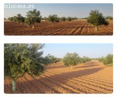 Parcela en Venta en Villafranca de los Caballeros, Toledo
