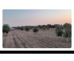 Parcela en Venta en Villafranca de los Caballeros, Toledo