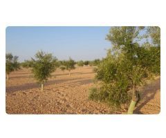 Parcela en Venta en Villafranca de los Caballeros, Toledo