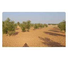 Parcela en Venta en Villafranca de los Caballeros, Toledo