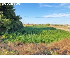 FINCA RÚSTICA EN DOLORES - ALICANTE