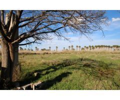FINCA EN ELCHE - ALICANTE