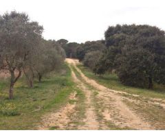 Finca rustica en Venta en Llagostera, Girona