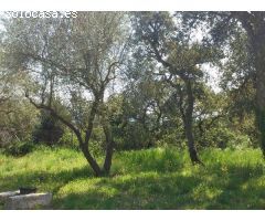 Finca rustica en Venta en Llagostera, Girona