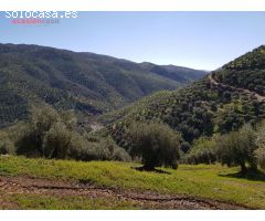 VENTA DE OLIVAR CON CORTIJO