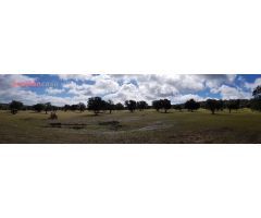 FINCA DE ENCINAS CON CORTIJO Y NAVES