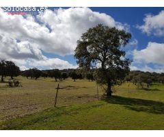 FINCA DE ENCINAS CON CORTIJO Y NAVES