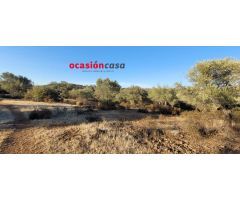 FINCA DE MONTE Y OLIVOS