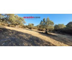 FINCA DE MONTE Y OLIVOS