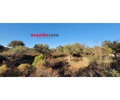 FINCA DE MONTE Y OLIVOS