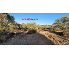 FINCA DE MONTE Y OLIVOS