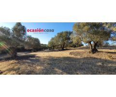 FINCA DE MONTE Y OLIVOS