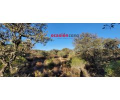 FINCA DE MONTE Y OLIVOS