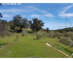FINCA DE ENCINAS DE 8 FANEGAS