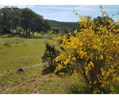 FINCA DE ENCINAS DE 8 FANEGAS