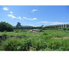Parcela de 15.000m2 al lado del núcleo urbano de Dénia.