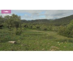 MAGNIFICA DEHESA PROXIMA A JEREZ DE LA FRONTERA